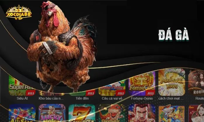 Đá gà xocdia88 Soi kèo qua bảng thành tích của các chiến kê